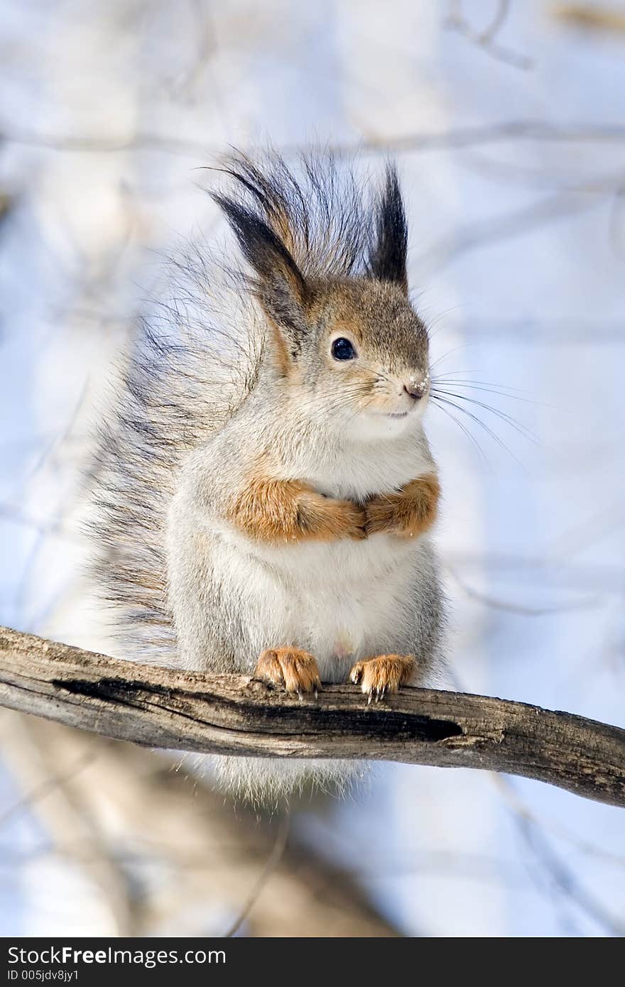 Squirrel on a twig