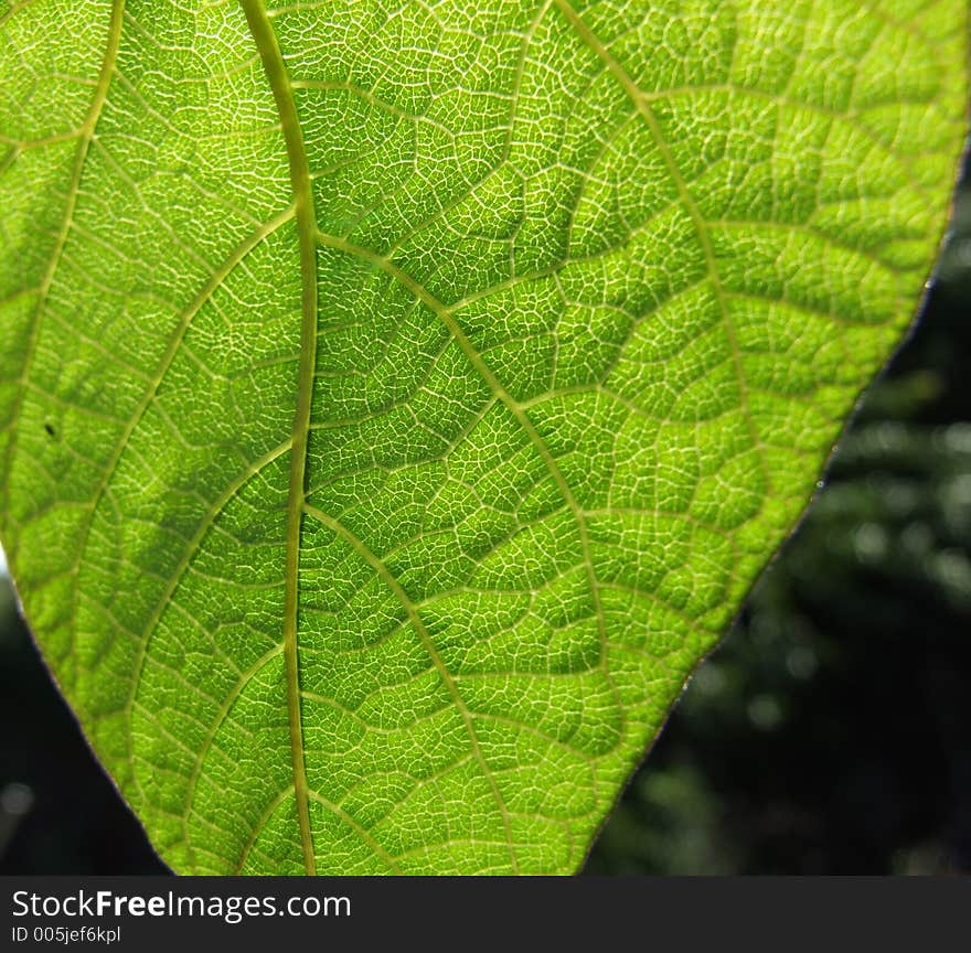 A green leaf.