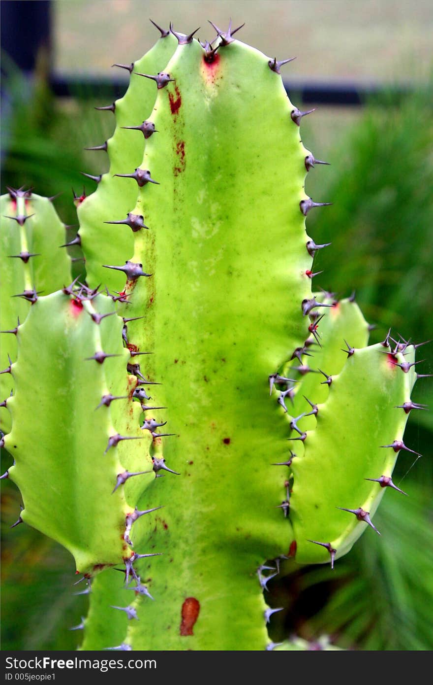 Green Cactus