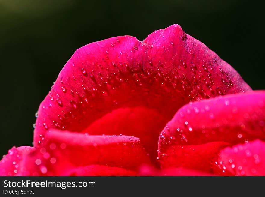 Detail of a Rose. Detail of a Rose