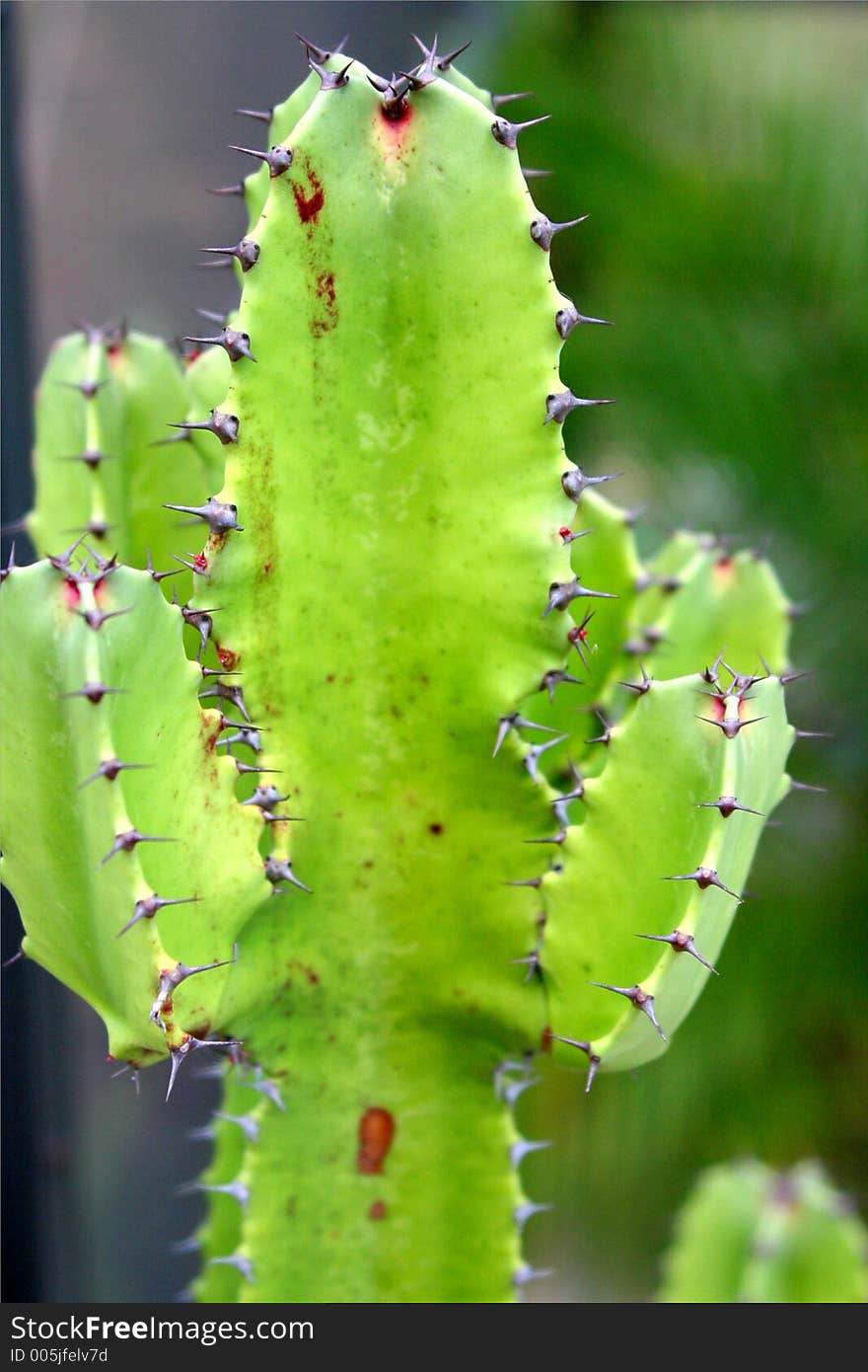 Green cactus plant