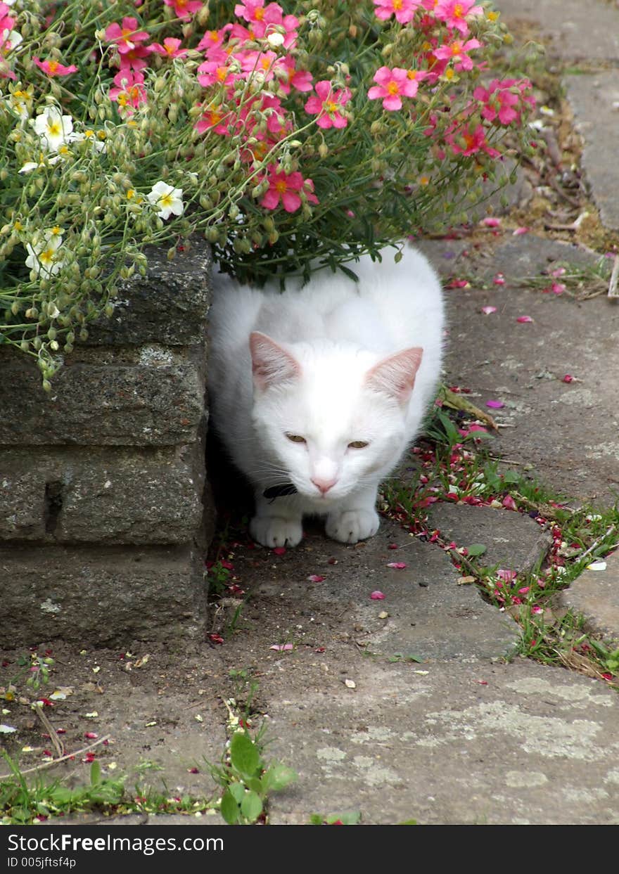 A  white household pet cat. A  white household pet cat.