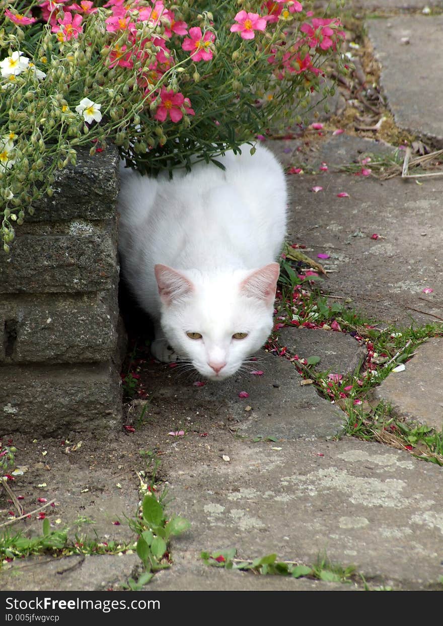 A white household pet cat. A white household pet cat.