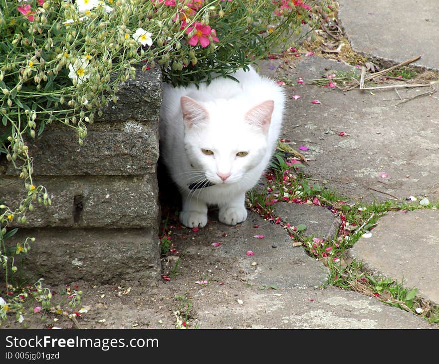 A white household pet cat. A white household pet cat.