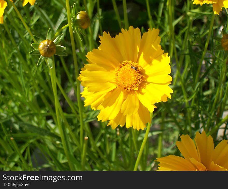 Yellow flower