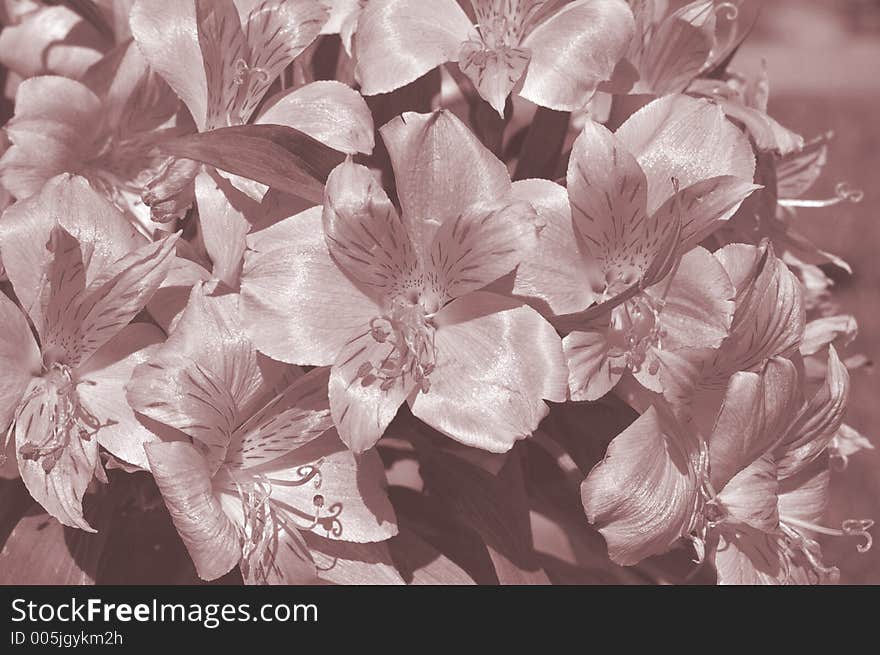 Flowers in a bunch - infrared photo on sunny day. Flowers in a bunch - infrared photo on sunny day