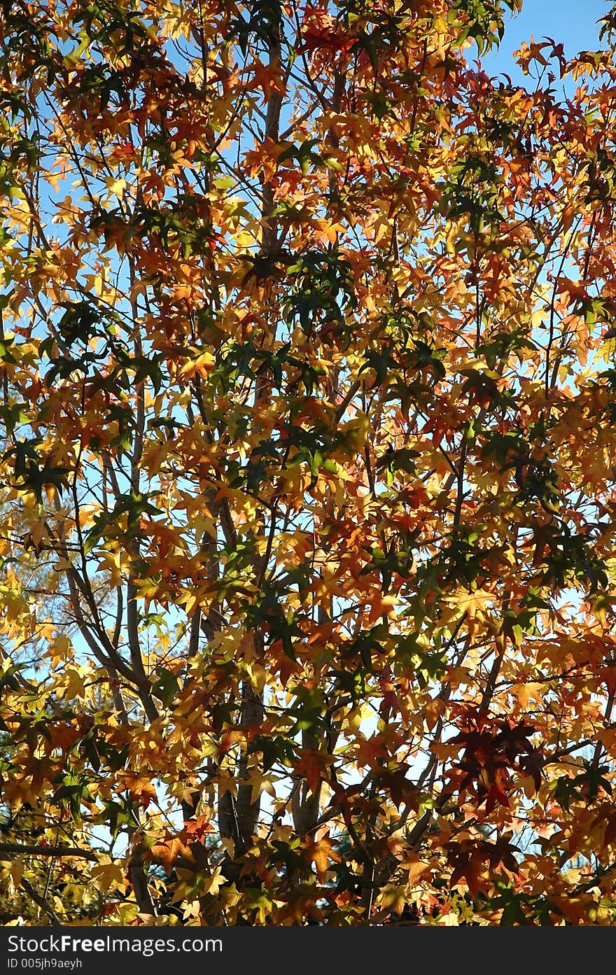 Leaves back-lit by the sun. Leaves back-lit by the sun