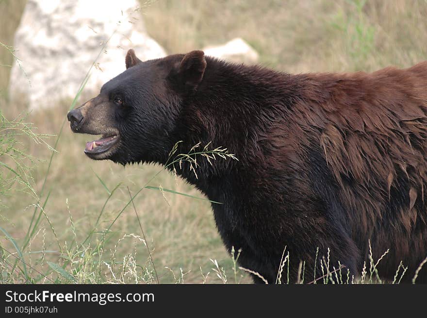 A friendly neighborhood bear here in Texas. I tracked him down on my horse 2 bits while my spurs jangled and 10 gallen kept me cool from the Texas heat. We sat by the campfire and shared some jerky. A friendly neighborhood bear here in Texas. I tracked him down on my horse 2 bits while my spurs jangled and 10 gallen kept me cool from the Texas heat. We sat by the campfire and shared some jerky.