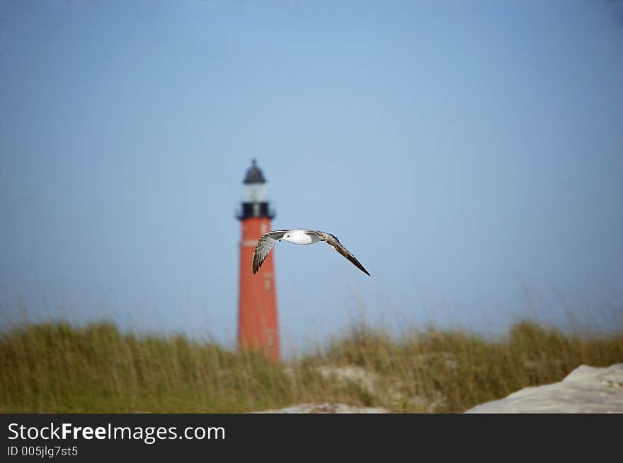 A seagull flies past the Ponce De Leon Inlet Lighthouse. A seagull flies past the Ponce De Leon Inlet Lighthouse