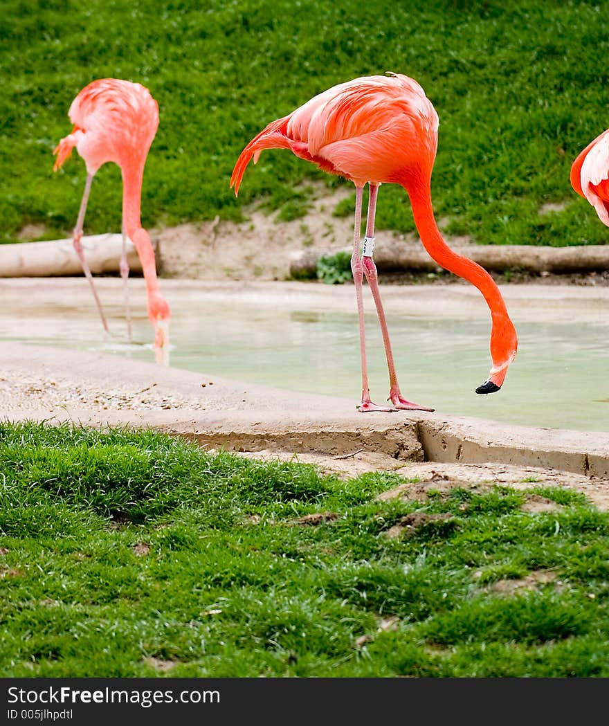 Flamingos