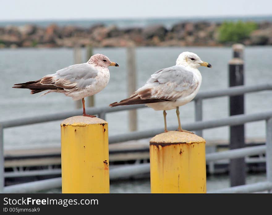 Lake Gulls Perched