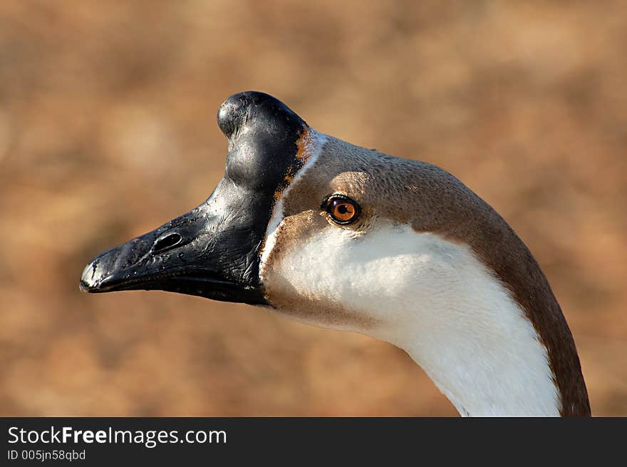 A portrait of a brown african goose shot on a sunny evening in California against a blurred background of yellow grass. A portrait of a brown african goose shot on a sunny evening in California against a blurred background of yellow grass.