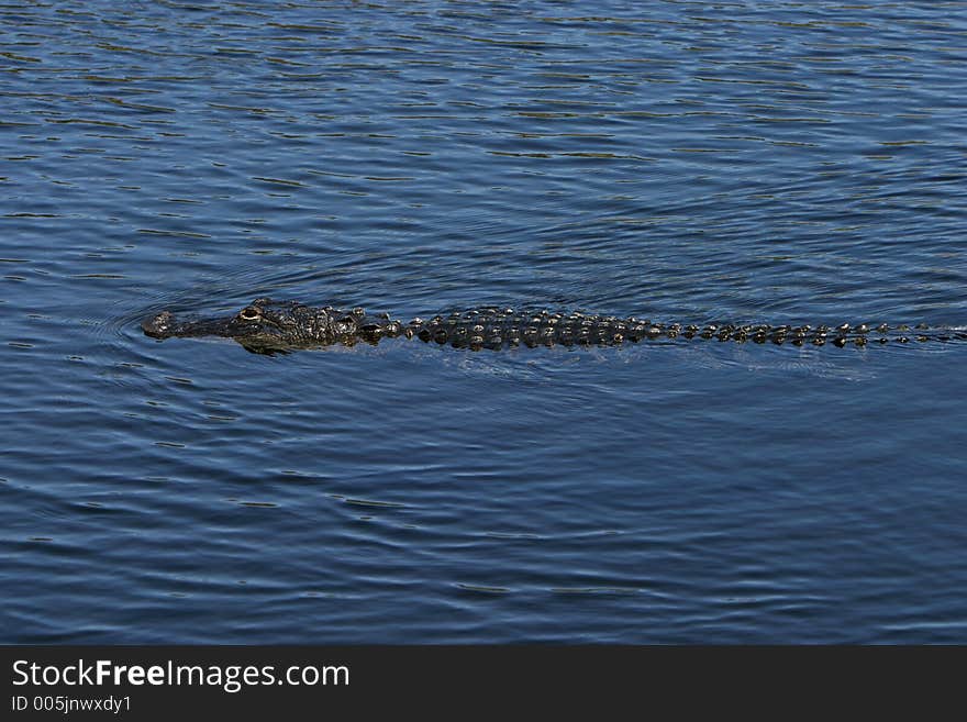 Alligator