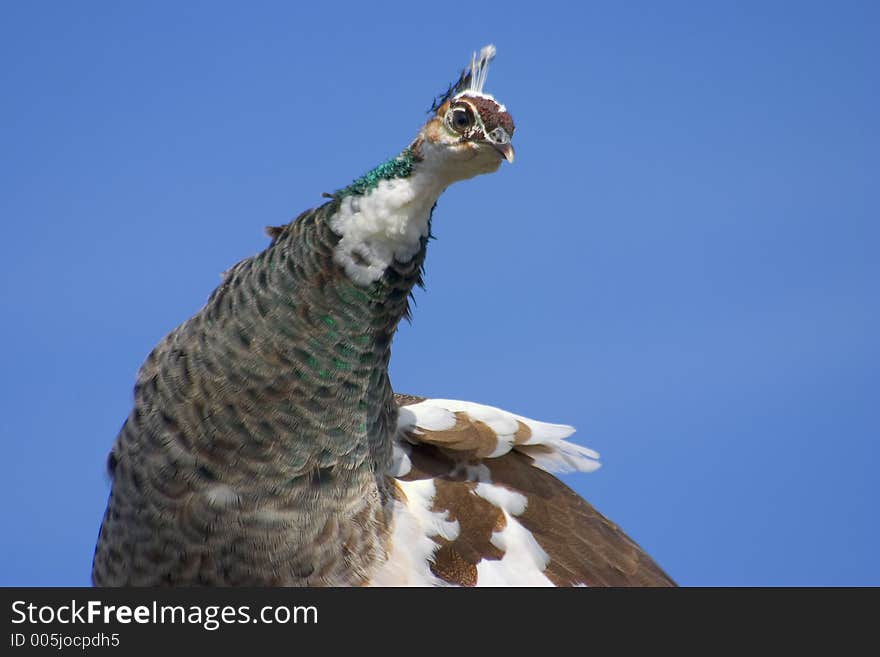 Indian Peafowl - Peacock female - (Pavo cristatus) in gardens of Chevetogne (Belgium - Europe) during the spring-time. Indian Peafowl - Peacock female - (Pavo cristatus) in gardens of Chevetogne (Belgium - Europe) during the spring-time