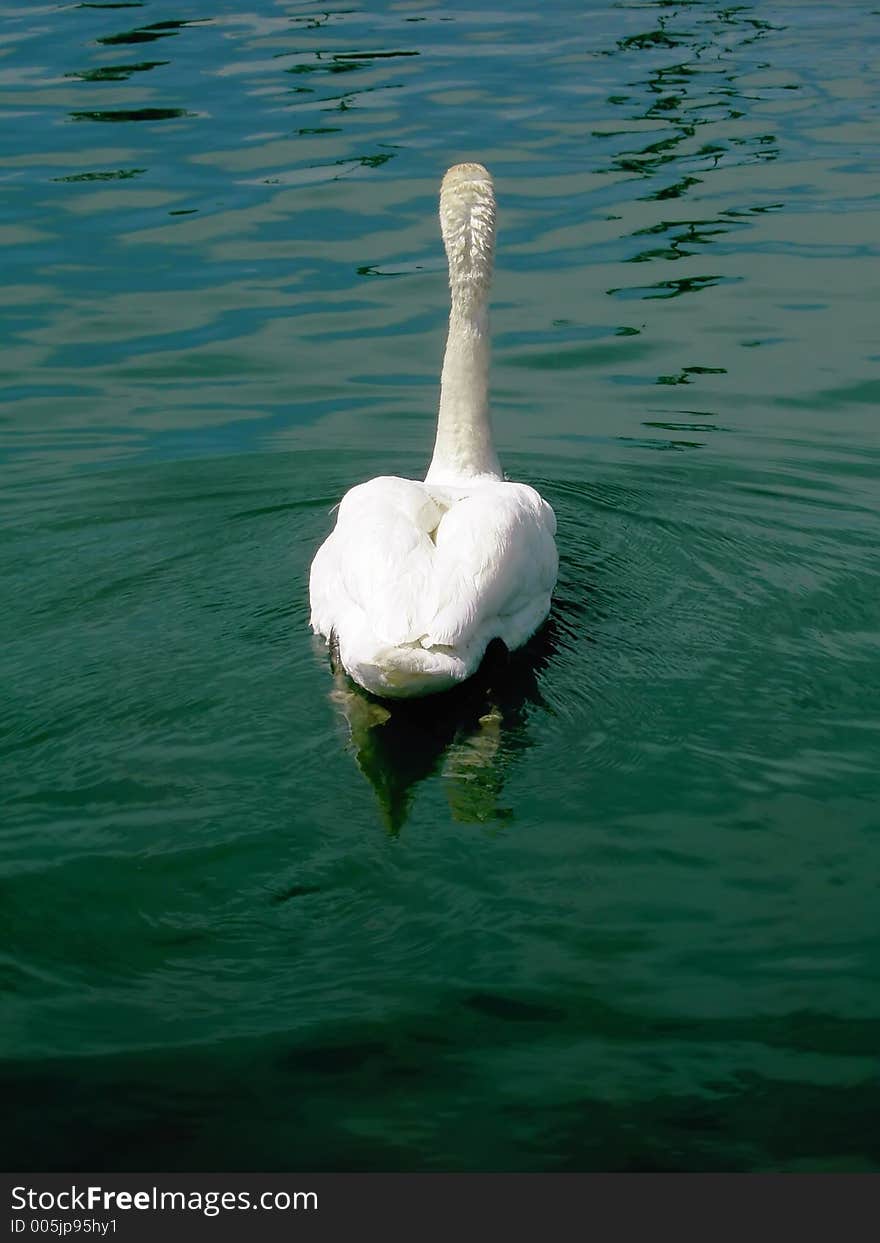 Swan swimming away