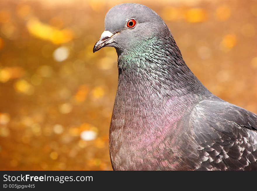 Lovely dove