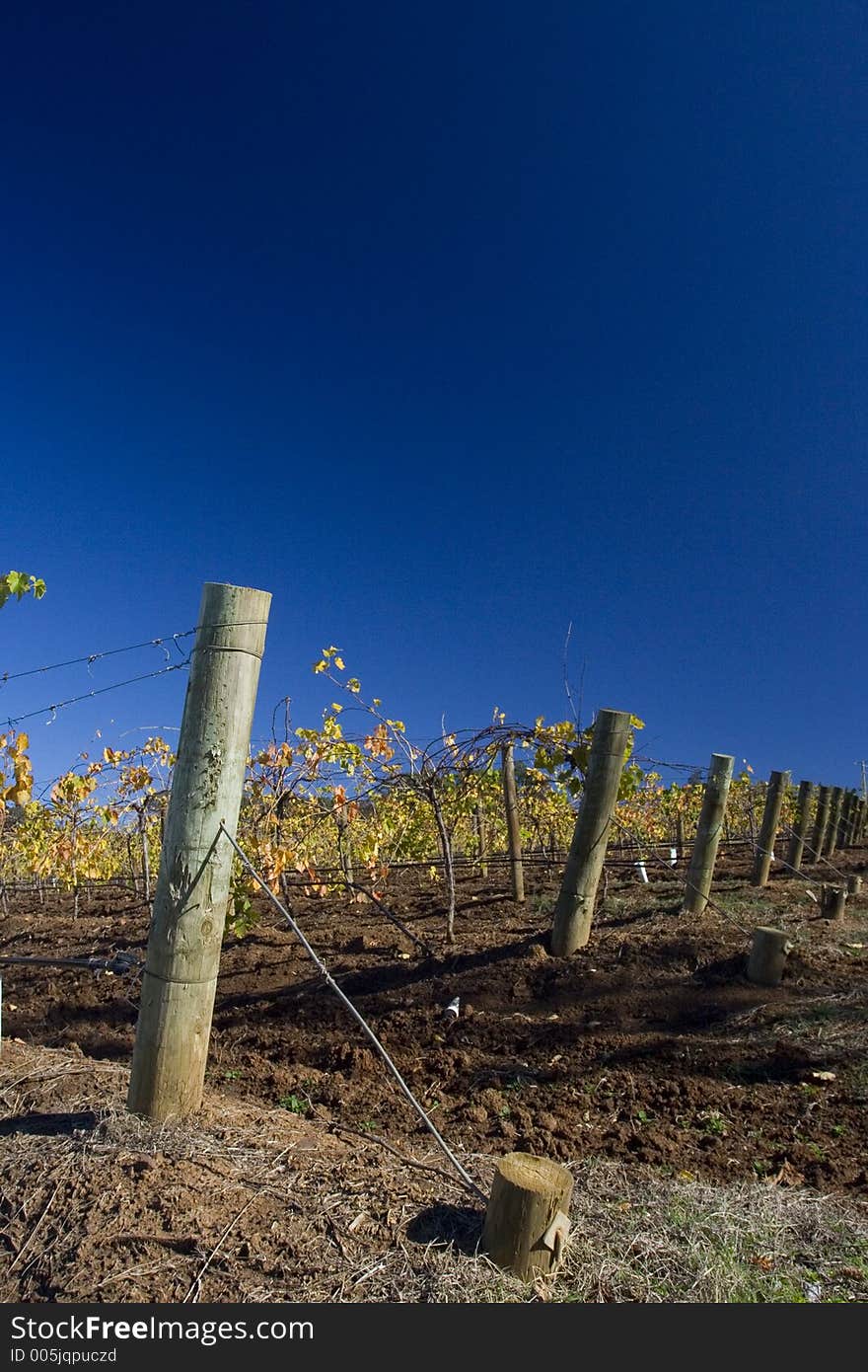 Grape Vine crop - Hunter Valley NSW. Grape Vine crop - Hunter Valley NSW