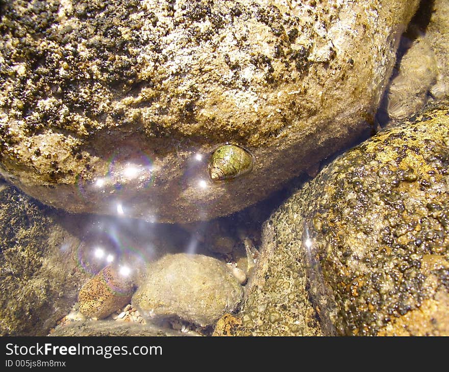 A snail in its shell clinging on the rock along the shore