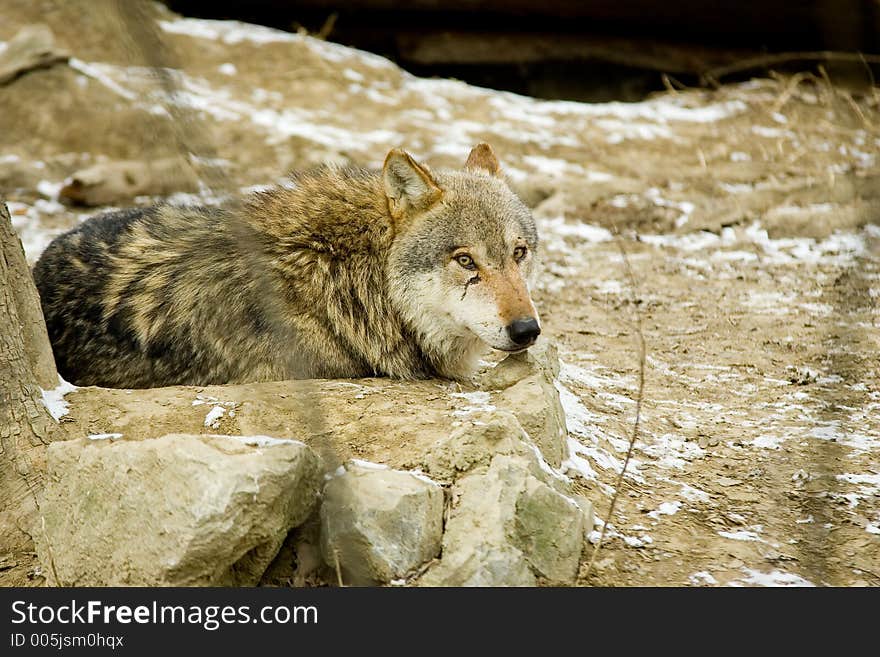 Gray wolf relaxing