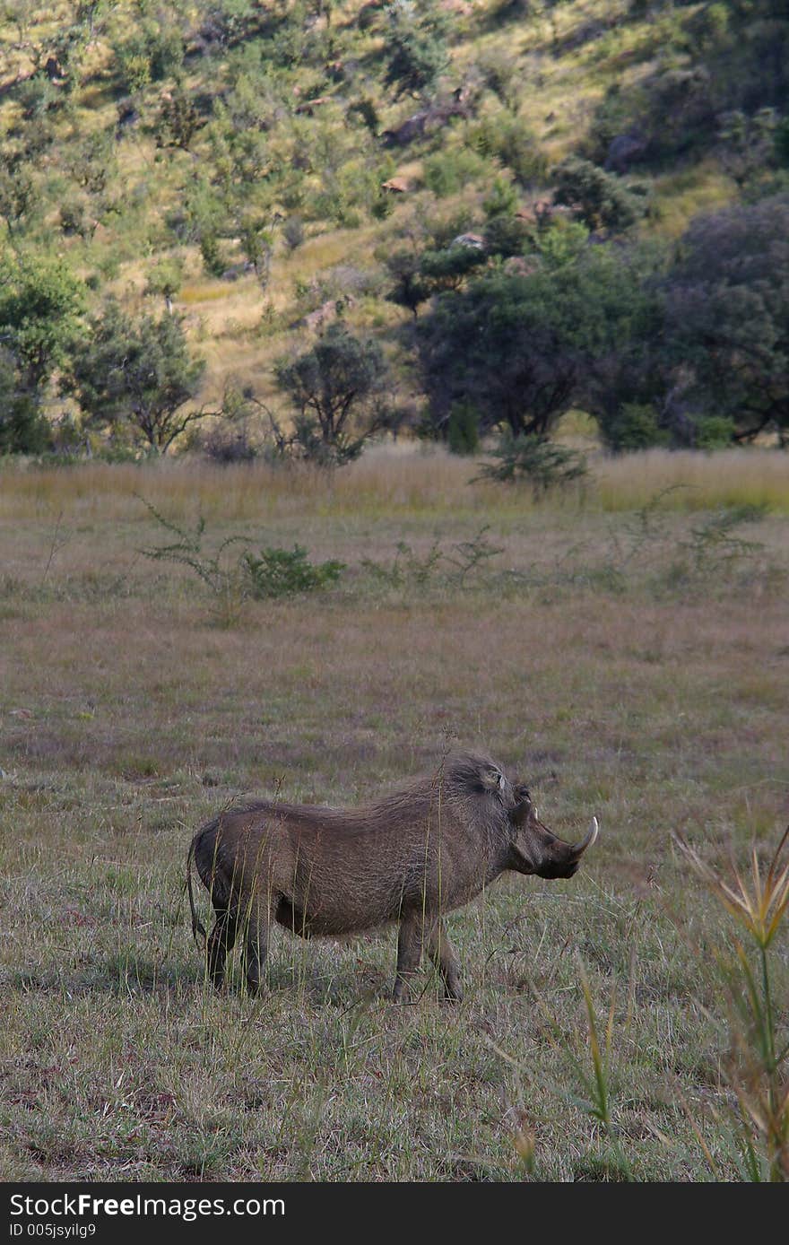 Male warthog watching for danger from the hills.