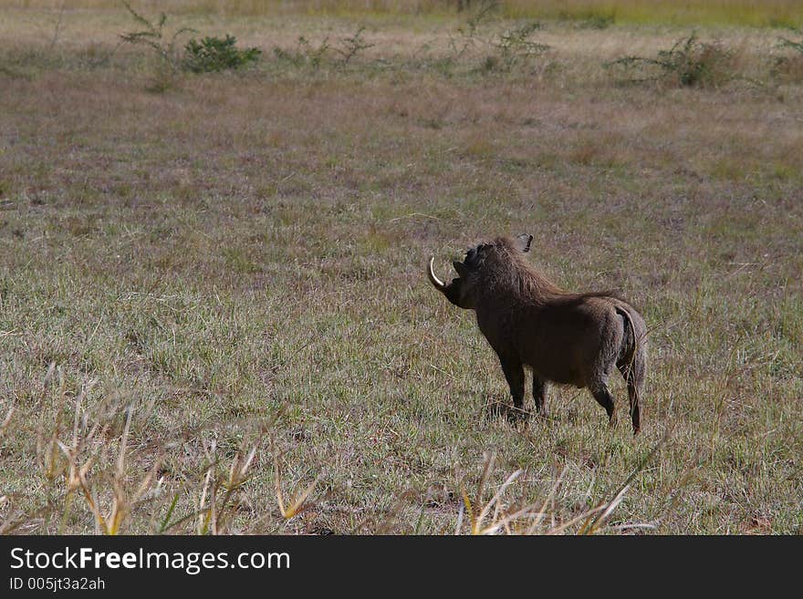 African Warthog watching the plains for danger.