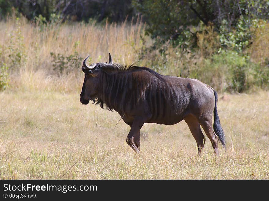 Male wildebeast watching the high grass for presitors. Male wildebeast watching the high grass for presitors.