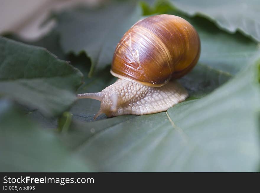 Snail walks on the green leaf