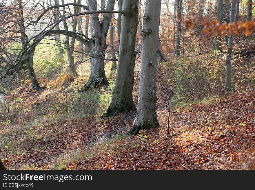 Autumn in the countryside  in denmark. Autumn in the countryside  in denmark