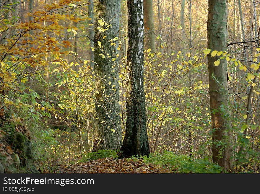 Autumn in the countryside  in denmark. Autumn in the countryside  in denmark