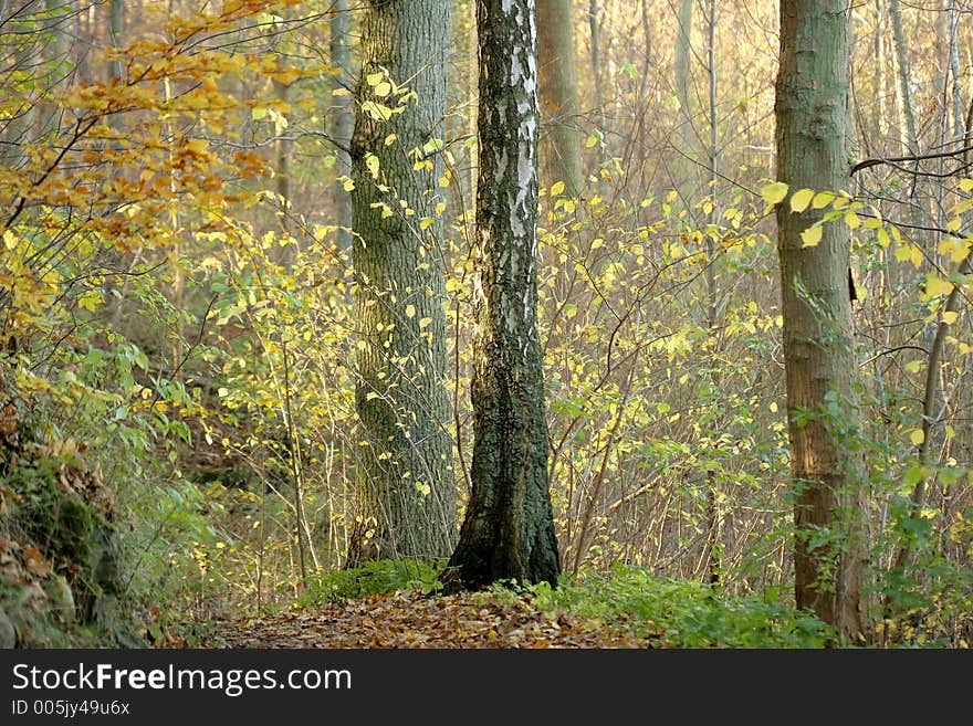 Danish autumn