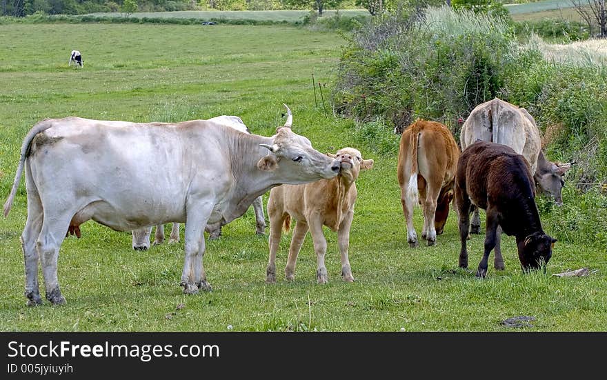 Cows grazing