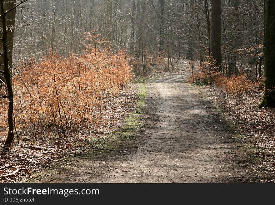 In the forest