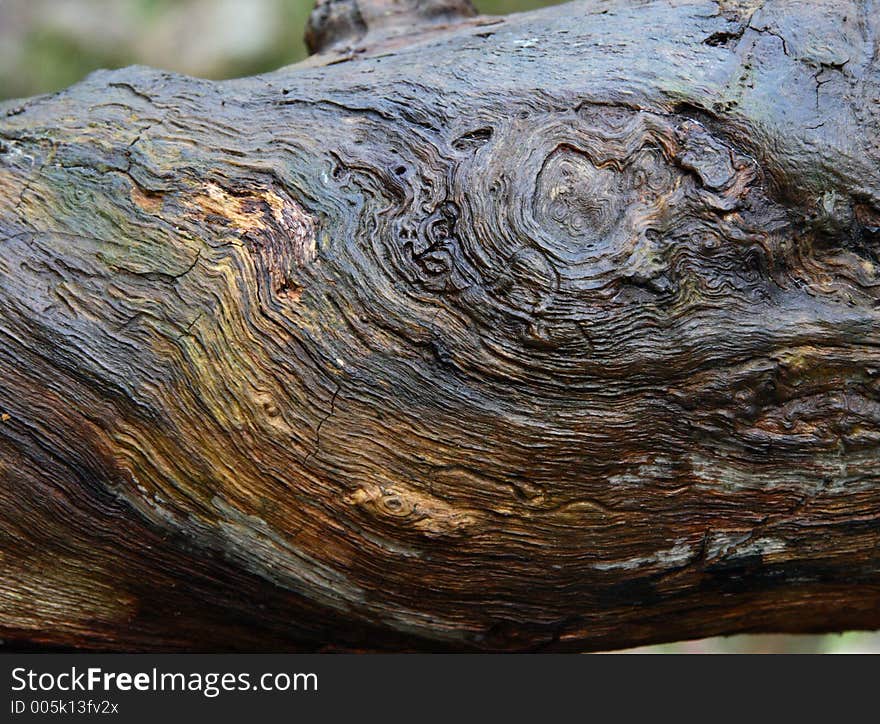 Wet wood sculptured by weather and insects. Wet wood sculptured by weather and insects