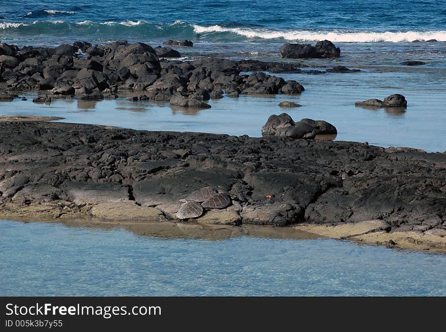 Sea Turtle Parking Lot