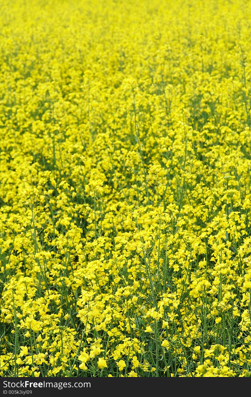 Thousands of tiny blossoms