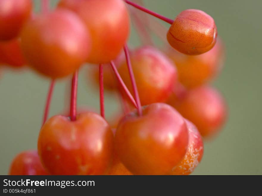 Cherry on a tree with narrow dof