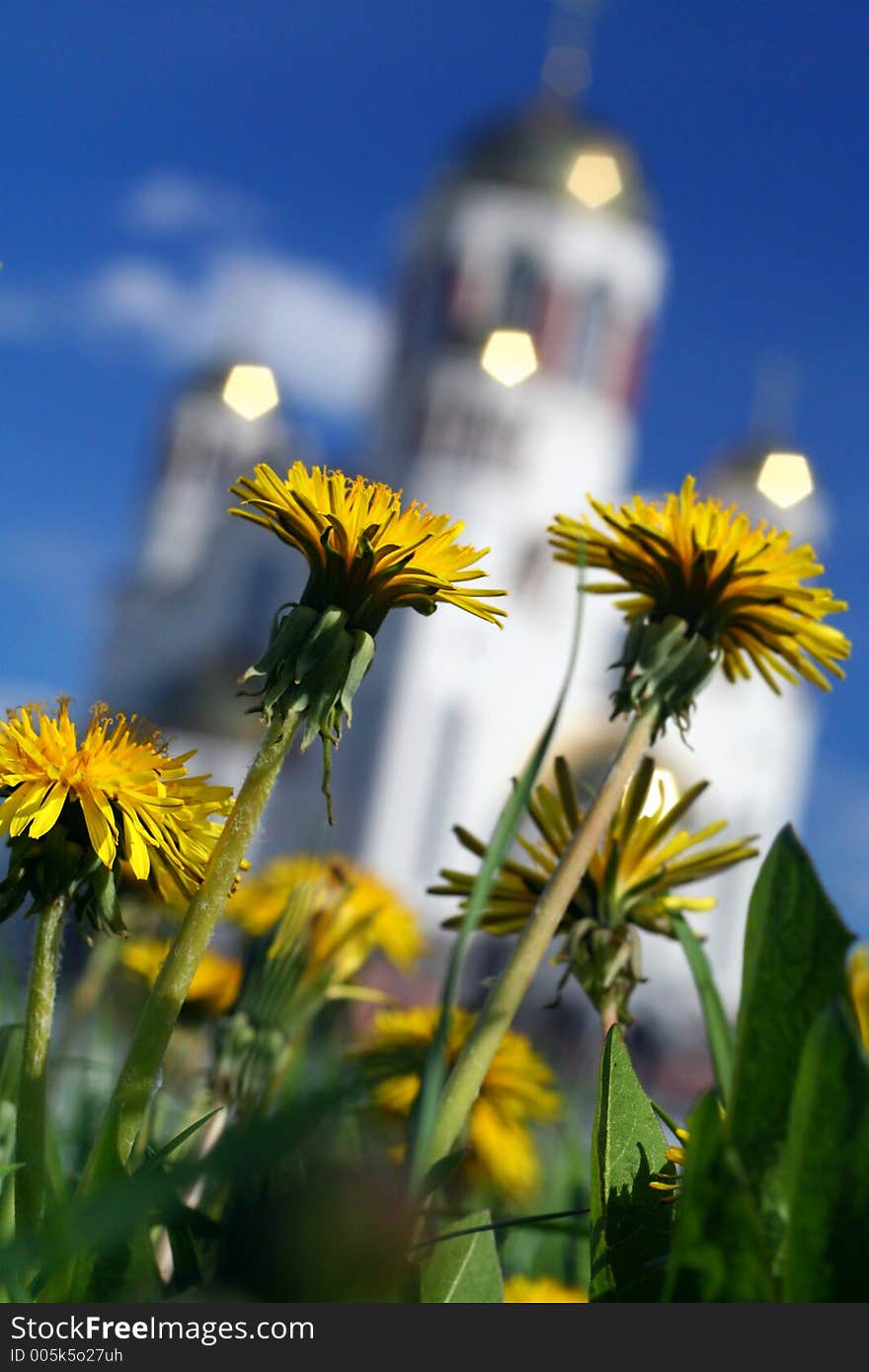 The Dandelions