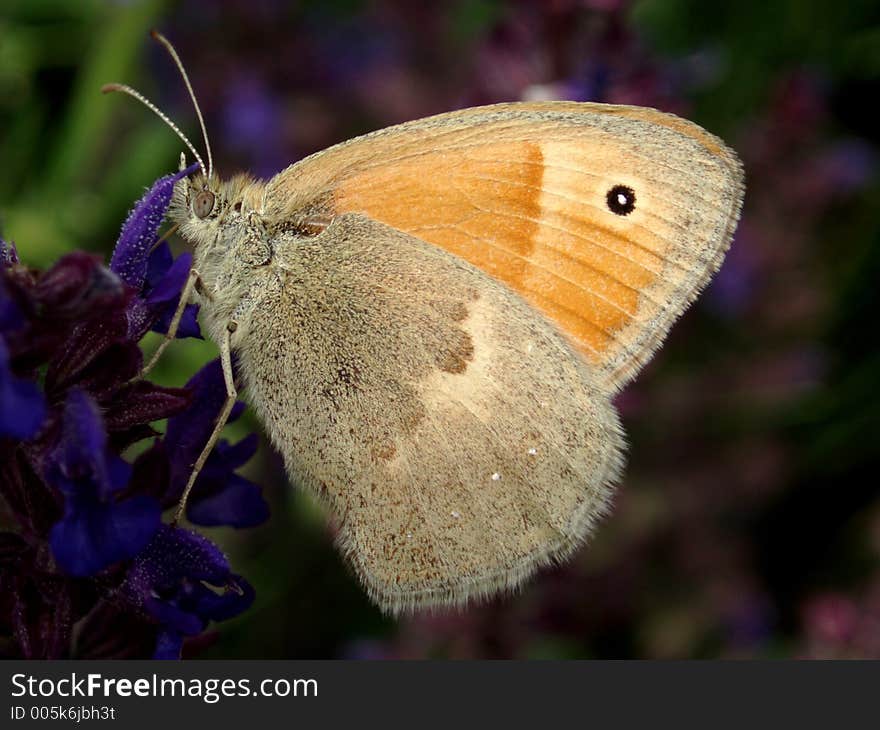 Butterfly in medow