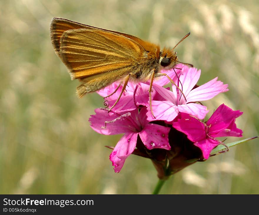 Butterfly and flower