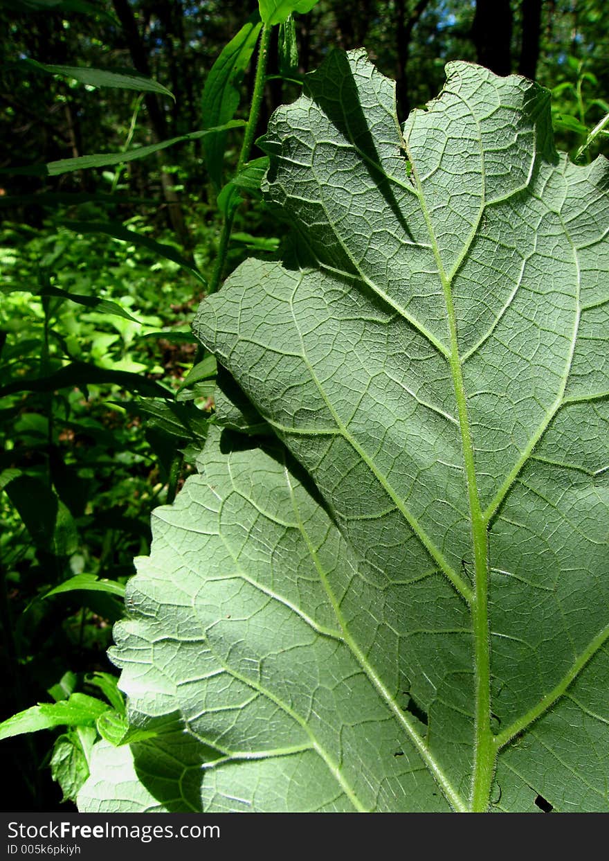 Original image of a green plant in a new england forest. Original image of a green plant in a new england forest.