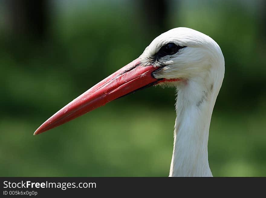 Stork