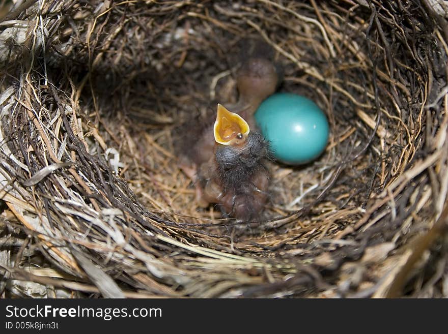 A baby mocking bird asking for food. A baby mocking bird asking for food