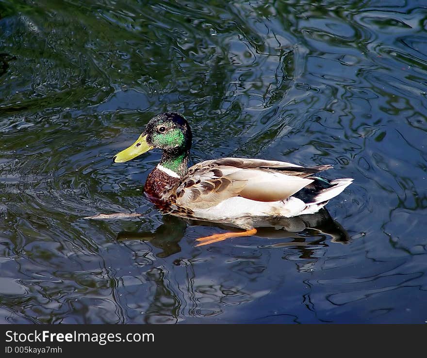 Swimming duck in the pond. Swimming duck in the pond.