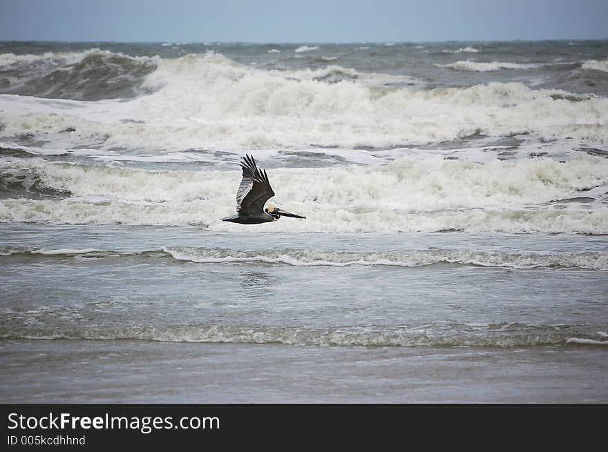 A pelican glides over the surf at Ponce Inlet Beach, Florida. A pelican glides over the surf at Ponce Inlet Beach, Florida