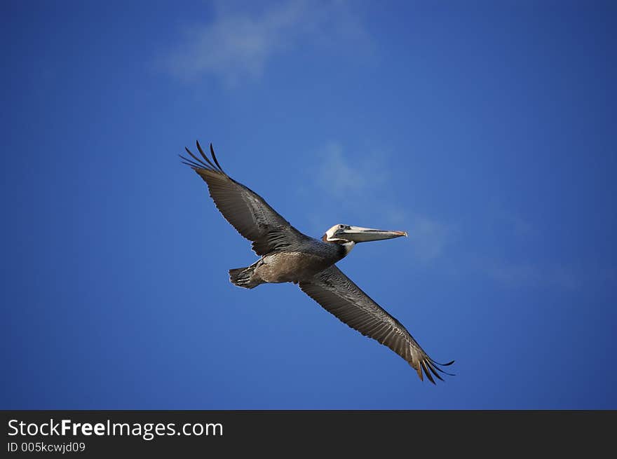 A pelican patrols over the waters of Ponce Inlet, Florida. A pelican patrols over the waters of Ponce Inlet, Florida