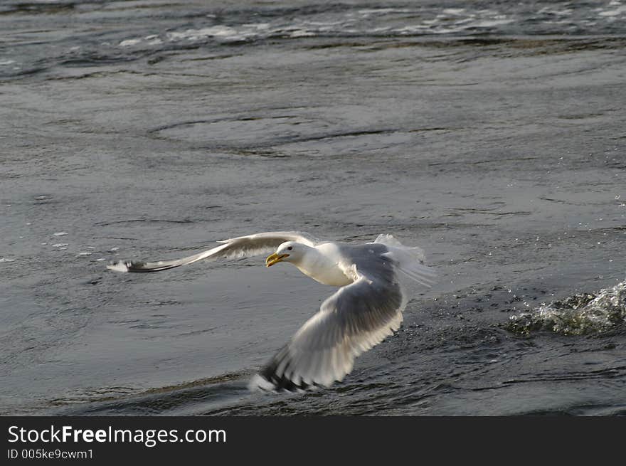 Seagull`s fly