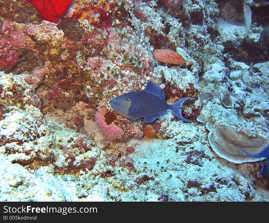 Cruising by the reef. Cruising by the reef