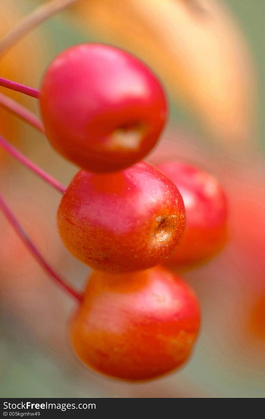 Cherry on a tree with narrow dof