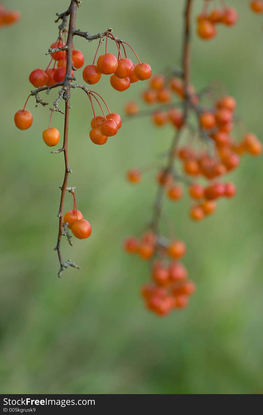 Cherry on a tree