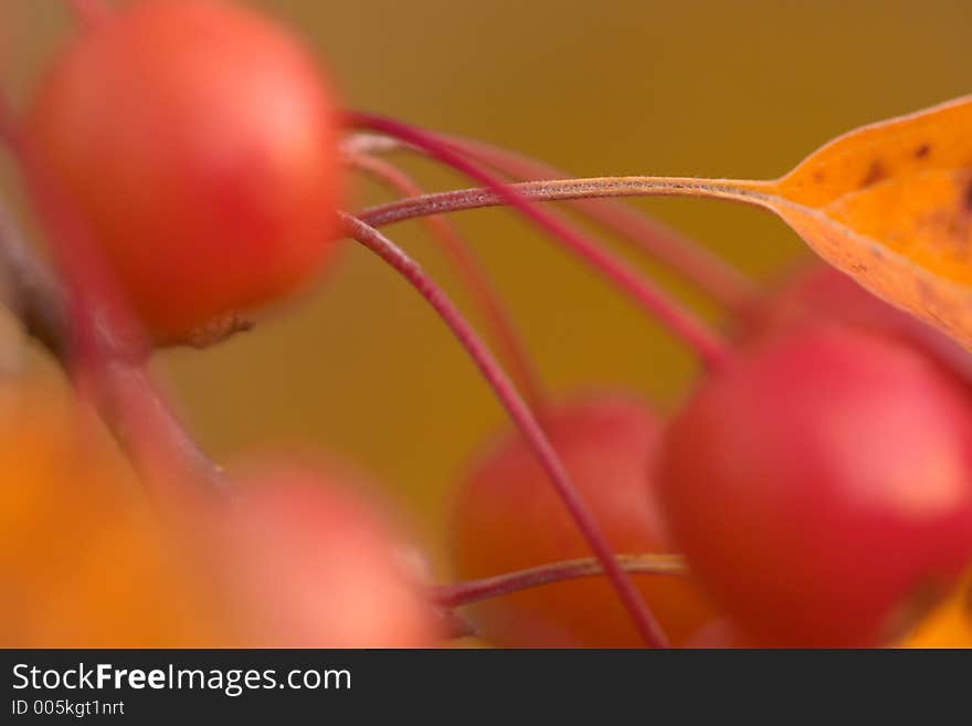 Cherry on a tree